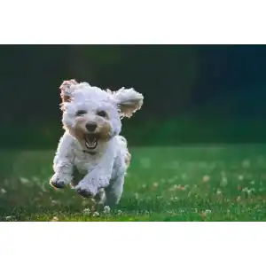 Royal-Canin-Nassfutter Hund