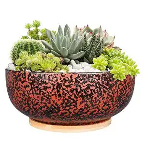 Sukkulenten schale fivepot 254 cm gross