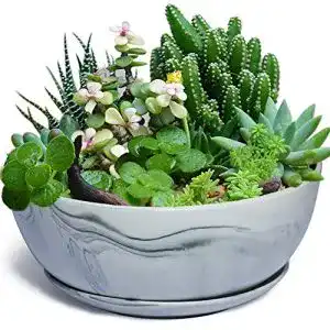 Sukkulenten schale g epgardening 254 cm grosser blumentopf