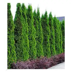 Thuja baldur garten smaragd lebensbaum 1 pflanze