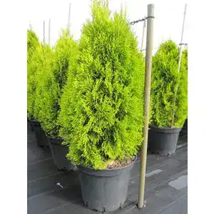 Thuja