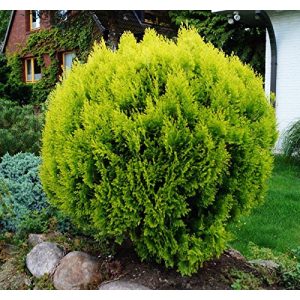 Thuja floranza.de Lebensbaum Zwergiger Kugel-Lebensbaum - thuja floranza de lebensbaum zwergiger kugel lebensbaum