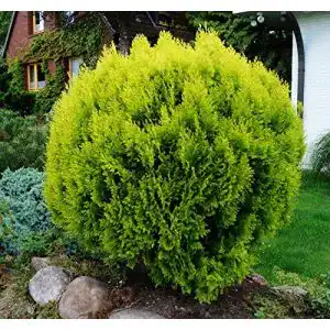 Thuja floranza de lebensbaum zwergiger kugel lebensbaum