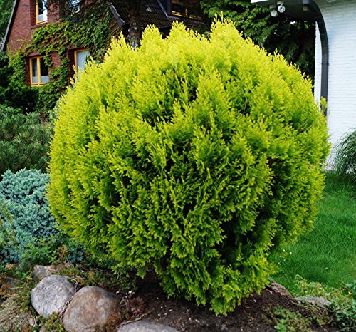 Thuja floranza.de Lebensbaum Zwergiger Kugel-Lebensbaum - thuja floranza de lebensbaum zwergiger kugel lebensbaum