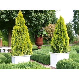 Thuja Garten Schlüter Golden Smaragd Occidentalis, Lebensbaum