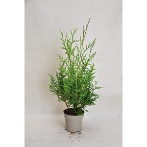 Thuja gartenbau-service Brabant 25-35 cm 12 Stück occidentalis