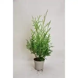 Thuja gartenbau service brabant 25 35 cm 12 stueck occidentalis