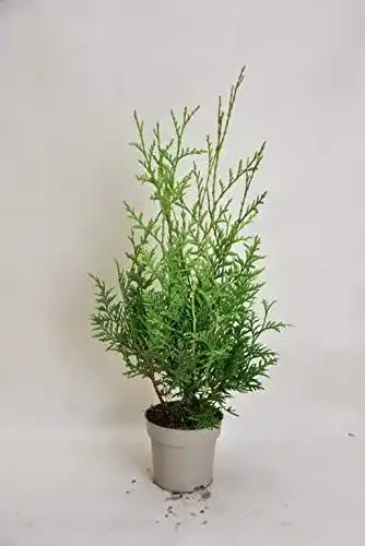 Thuja Brabant 25-35 cm – 12 Stück Thuja occidentalis für Hecken