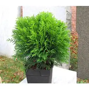 Thuja harros pflanzenwelt occ danica kugeliger