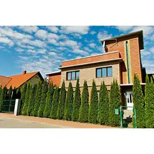 Thuja mueller muenchehof pflanzen gmbh smaragd lebensbaum