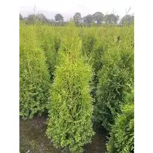 Thuja pflanzhits ihr pflanzenpartner 10 brabant 120 150cm xxl