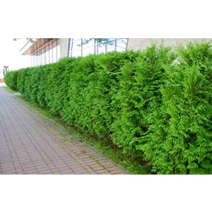 Thuja PFLANZHITS Ihr Pflanzenpartner 10 Brabant 80-100cm XXL