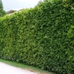 Thuja pflanzhits ihr pflanzenpartner 50 brabant 60 80 cm frisch