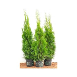 Thuja PlantaPro Edel Smaragd immergrüner Lebensbaum