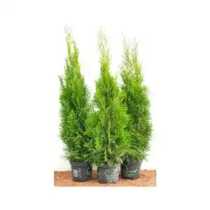 Thuja plantapro edel smaragd immergruener lebensbaum