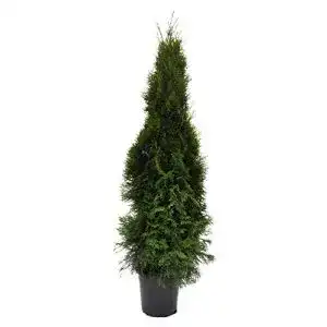 Thuja plantapro occidentalis smaragd 120cm lebensbaum im topf