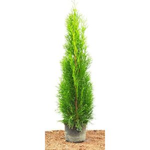 Thuja PlantaPro Smaragd Lebensbaum occidentalis Smaragd