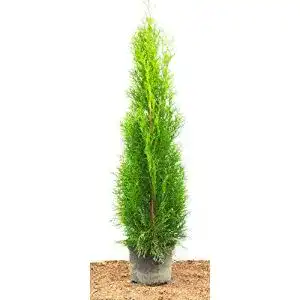Thuja plantapro smaragd lebensbaum occidentalis smaragd