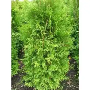 Thuja plantenwelt brabant lebensbaum occidentalis brabant