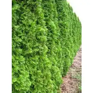 Thuja plantenwelt smaragd lebensbaum occidentalis smaragd
