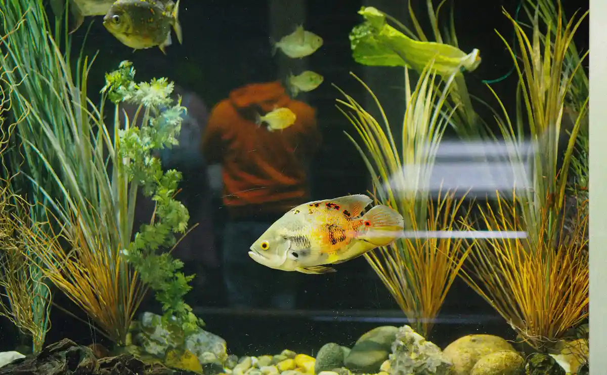 Aquarium-Pflanzen - Aquarium Pflanzen 2