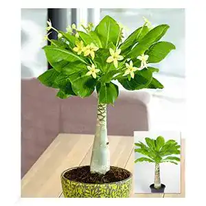 Exotische blumen baldur garten hawaii palme 1 pflanze