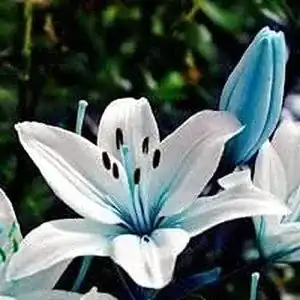 Exotische blumen bsptyy 2 stueck lily bulbs seltener orientalischer