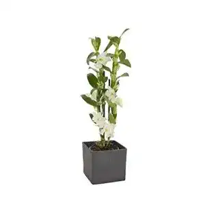 Exotische blumen dominik blumen und pflanzen asiatische