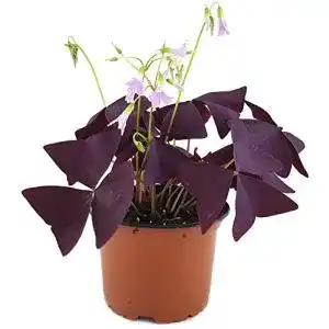 Exotische blumen fangblatt oxalis triangularismijke essbar