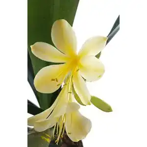 Exotische blumen fangblatt seltene clivia mit gelber bluete