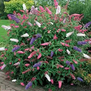 Exotische blumen gardenersdream 1 x buddleia dreifarbiger