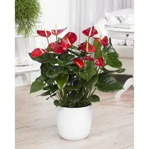 Exotische blumen gardenersdream 1 x rote spitzenblatt