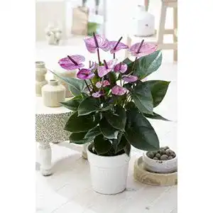 Exotische Blumen