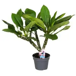 Exotische blumen plant in a box plumeria hawaiian hoehe 45 55cm