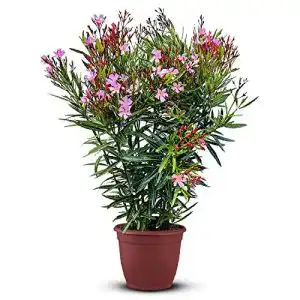Exotische blumen tropictrees nerium oleander pflanzen