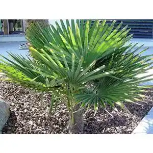 Hanfpalme csl sunrise gmbh raritaet frostharte trachycarpus