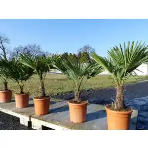 Hanfpalme gruenwaren jakubik 80 100 cm palme