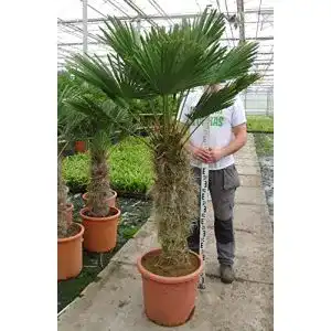 Hanfpalme pflanzenfuchs trachycarpus wagnerianus palme