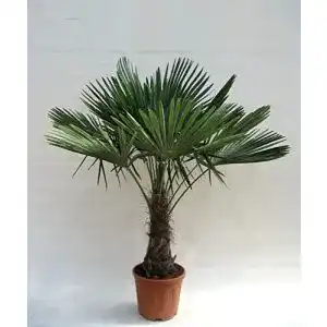 Hanfpalme pflanzenfuchs winterharte trachycarpus fortunei