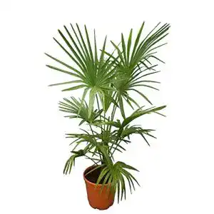 Hanfpalme pflanzenfuchs winterharte xl trachycarpus fortunei