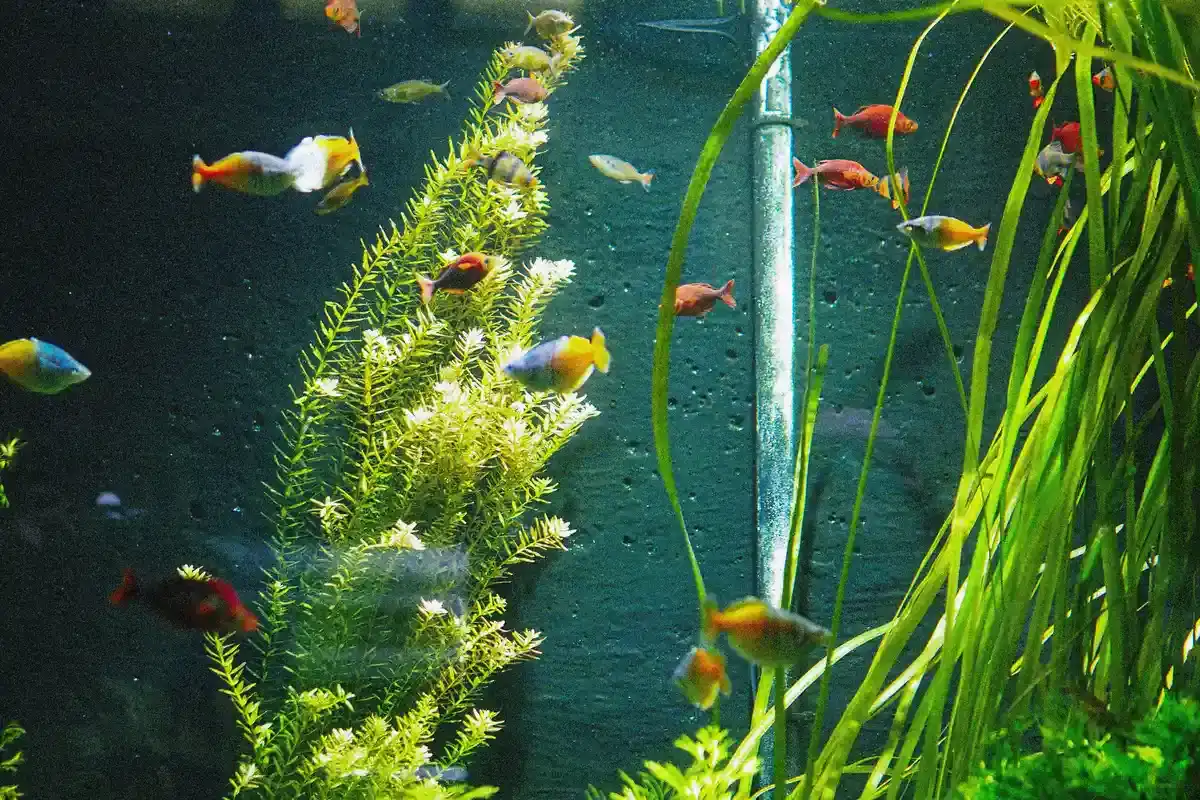 Aquarium-Pflanzen - j cruikshank cLSVP7ZsbA unsplash