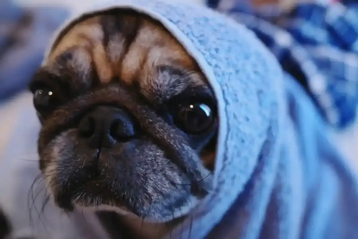 Hundebademantel Hundebademantel - Hundebademantel