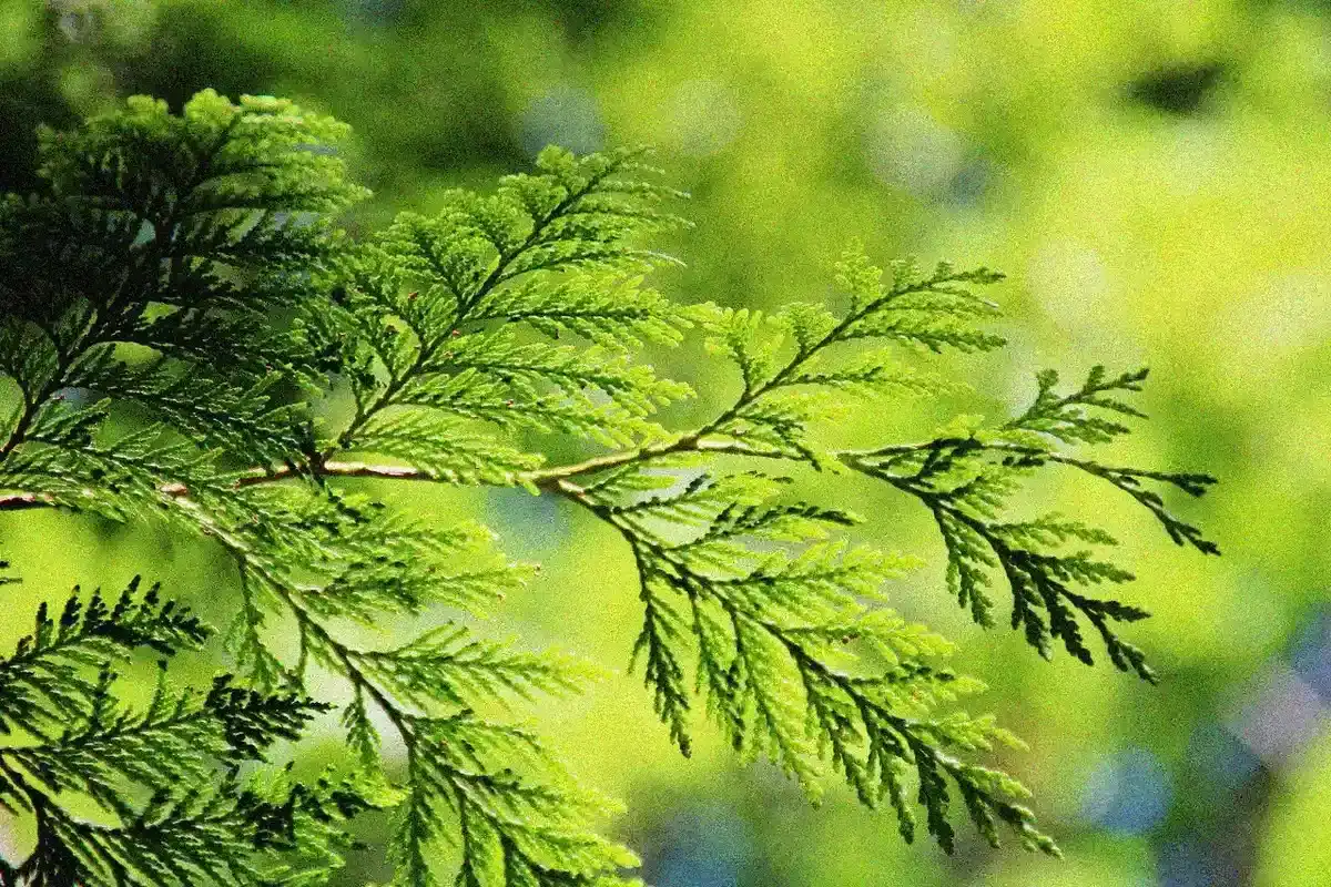 Thuja - Thuja