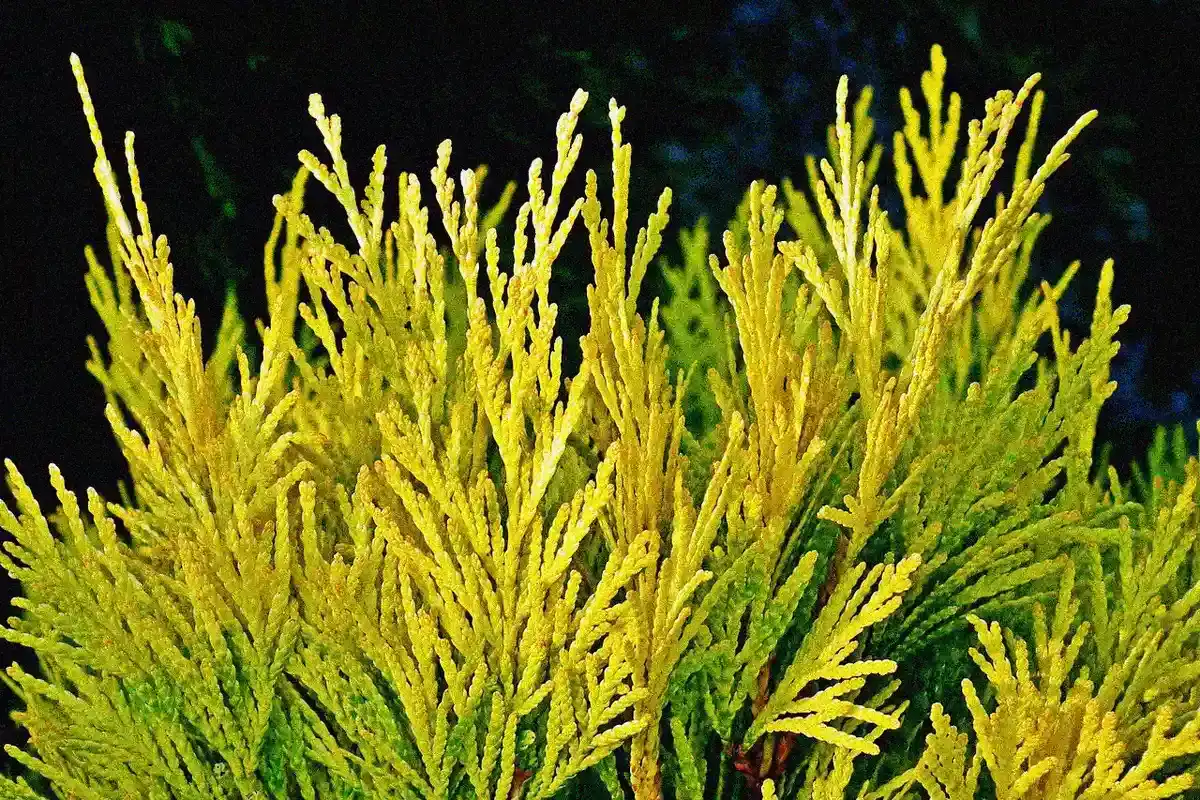 Thuja - Thuja 2