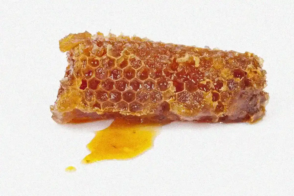 Propolis-Salbe - Propolis Salbe 2