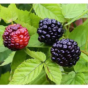 Brombeerstrauch artlaender pflanzenhof saeulen brombeere