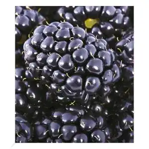 Brombeerstrauch baldur garten brombeeren big max xxl