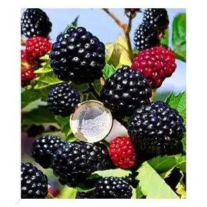 Brombeerstrauch baldur garten zuckerbrombeere asterina