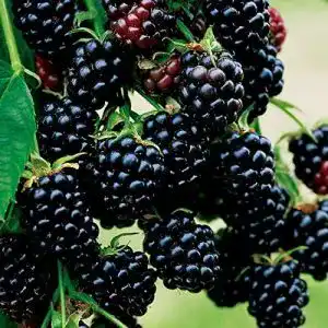Brombeerstrauch garten schlueter brombeere black satin