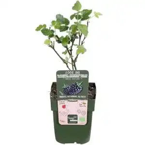 Brombeerstrauch hello plants rubus fruticosus black satin